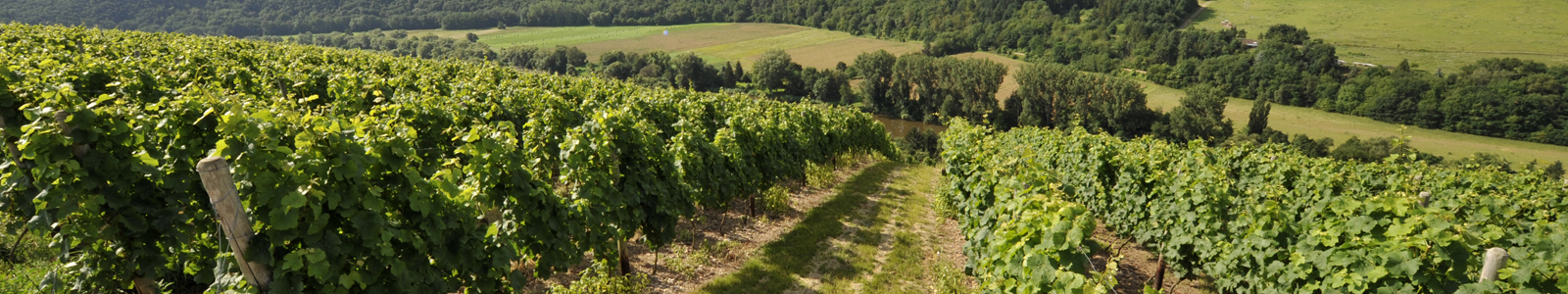 Blick in Weinberge ©DLR